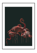 The Flamingos
