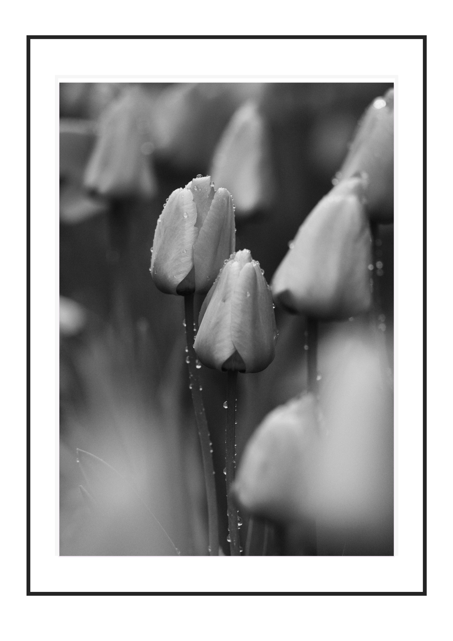 Tulips 2