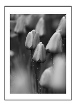 Tulips 2
