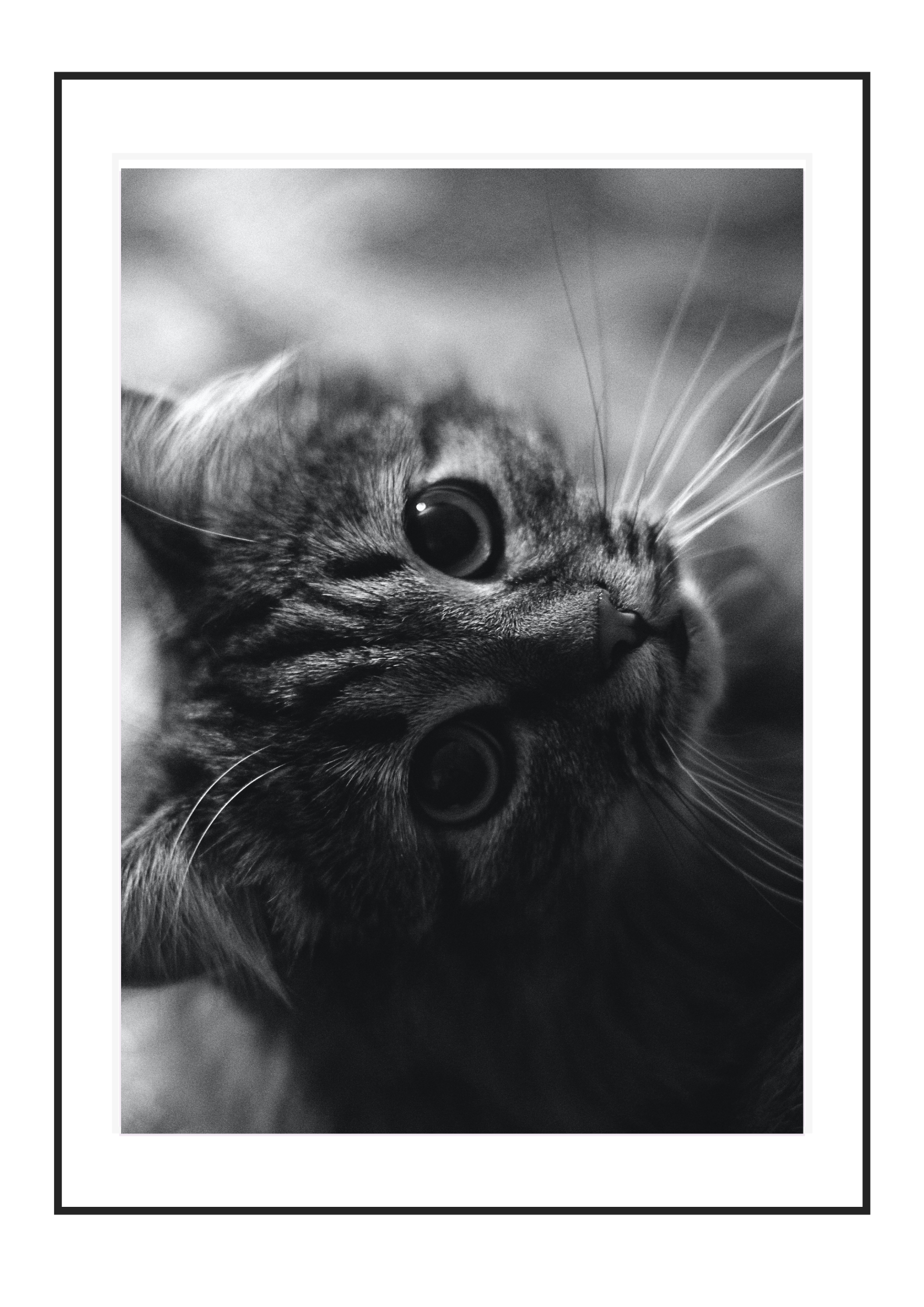 Purrsuasion