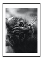 Purrsuasion
