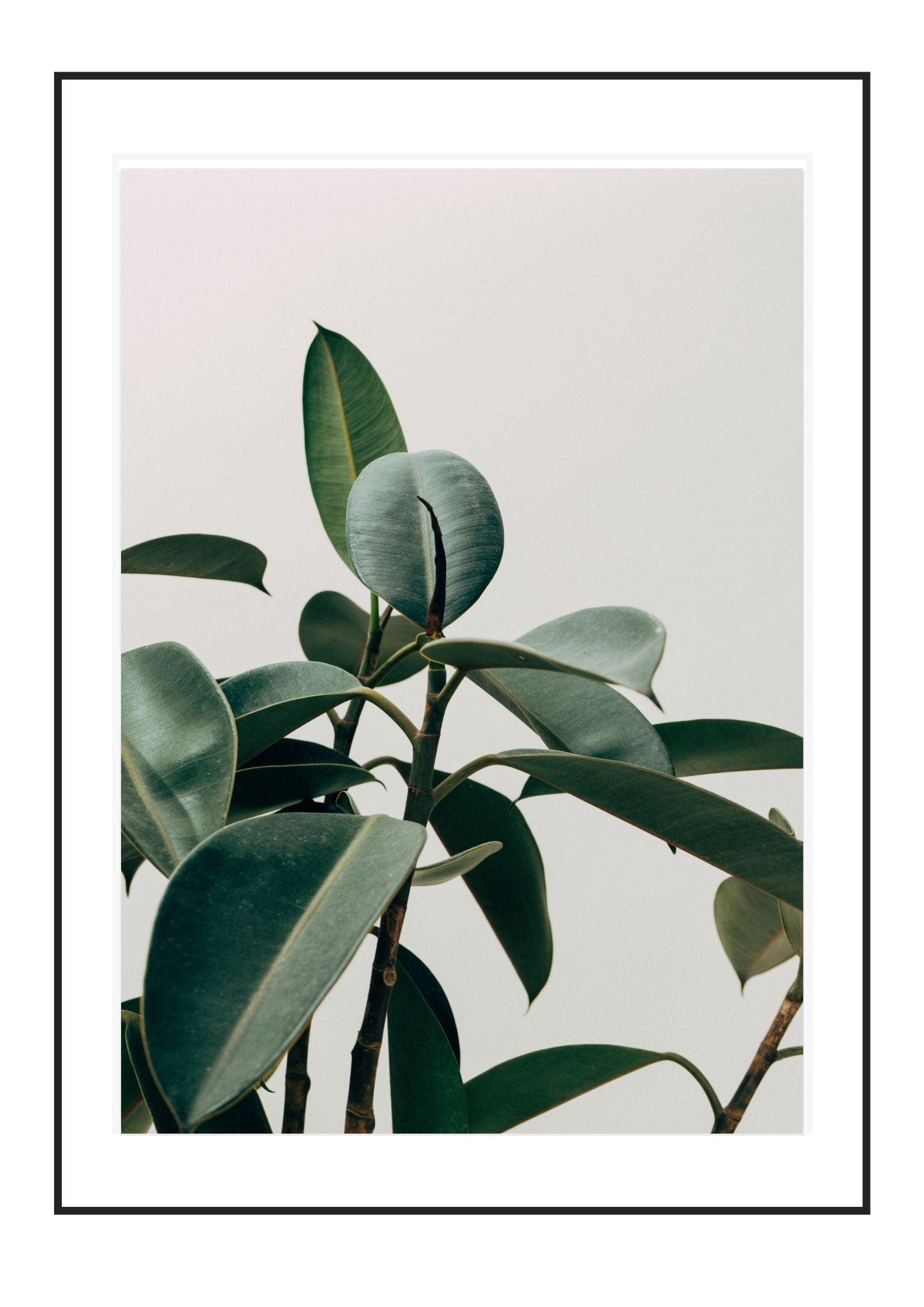 Tranquil Green