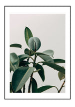 Tranquil Green

