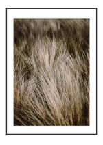 Feather grass
