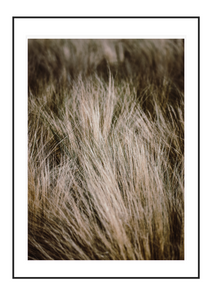 Feather grass