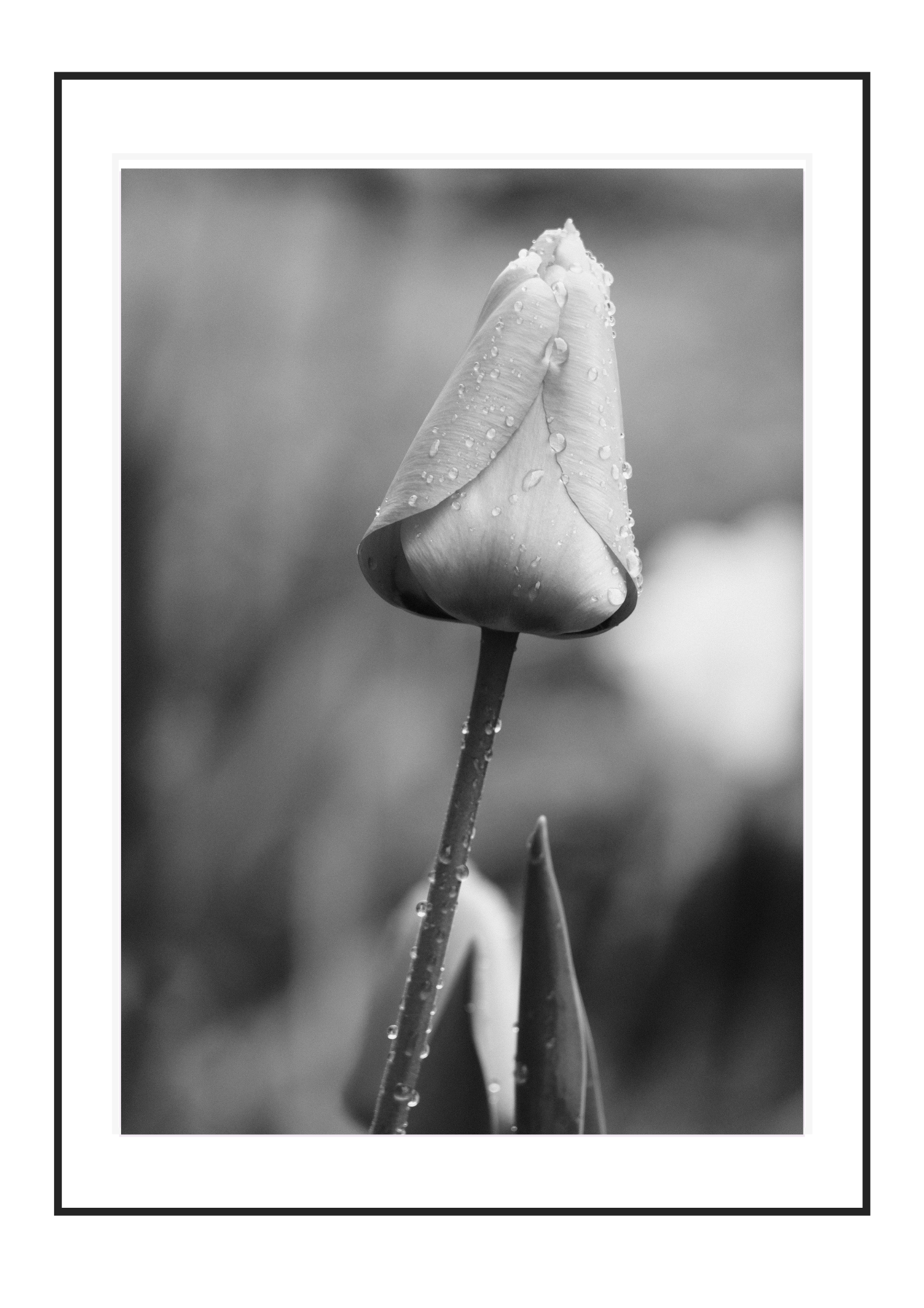 Tulip 1