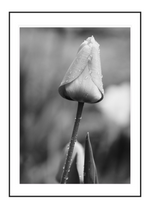 Tulip 1
