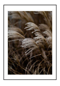 Dried Grass