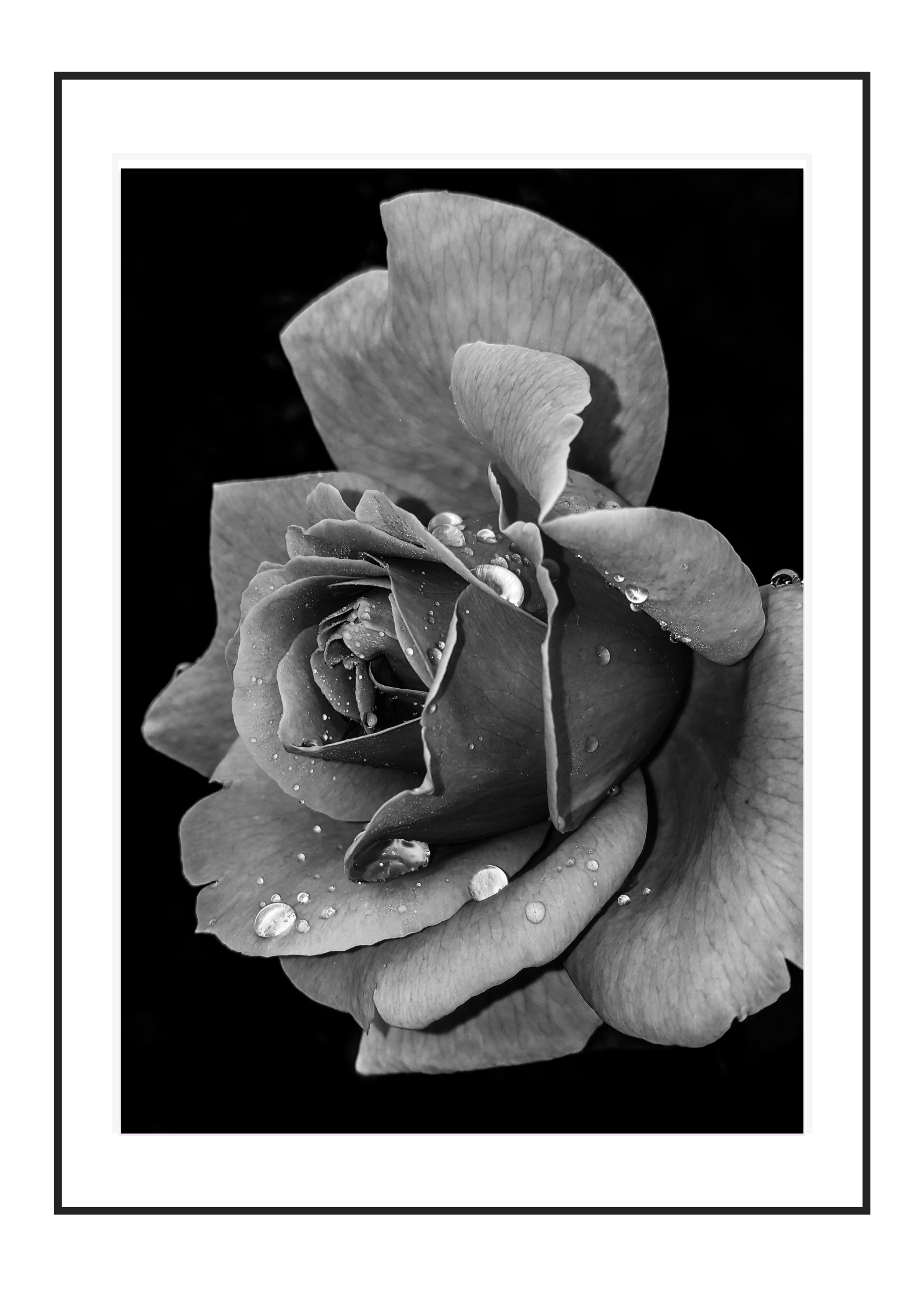 Droplets on a rose