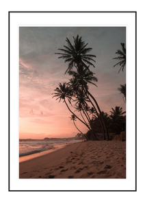 Palm Paradise