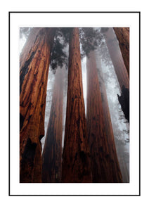 Whole lot of Bark