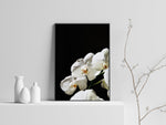 White Orchid
