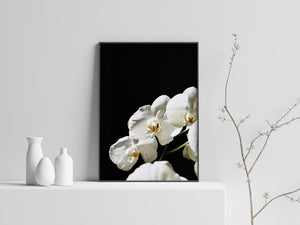 White Orchid