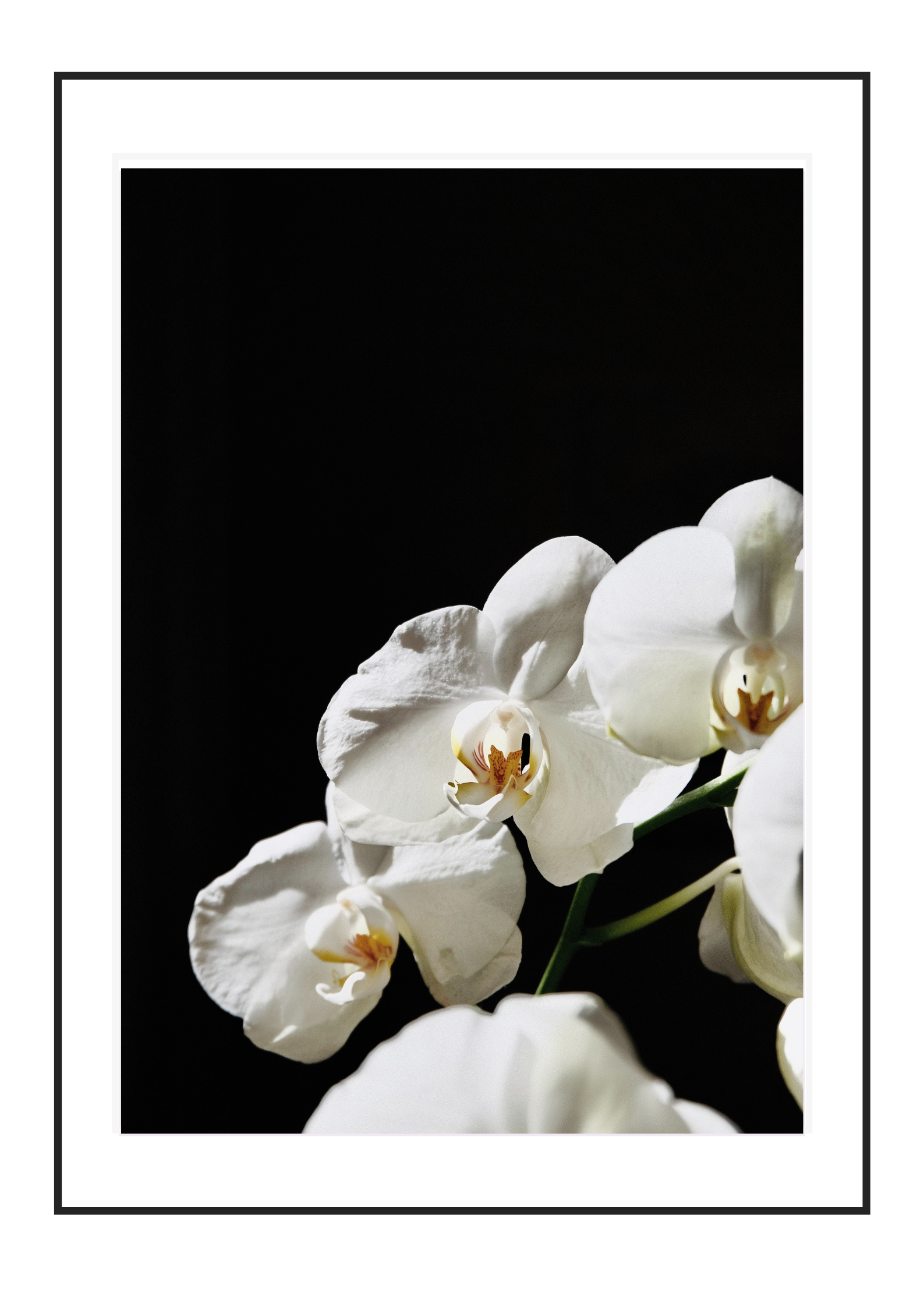 White Orchid