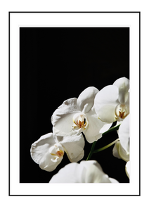 White Orchid