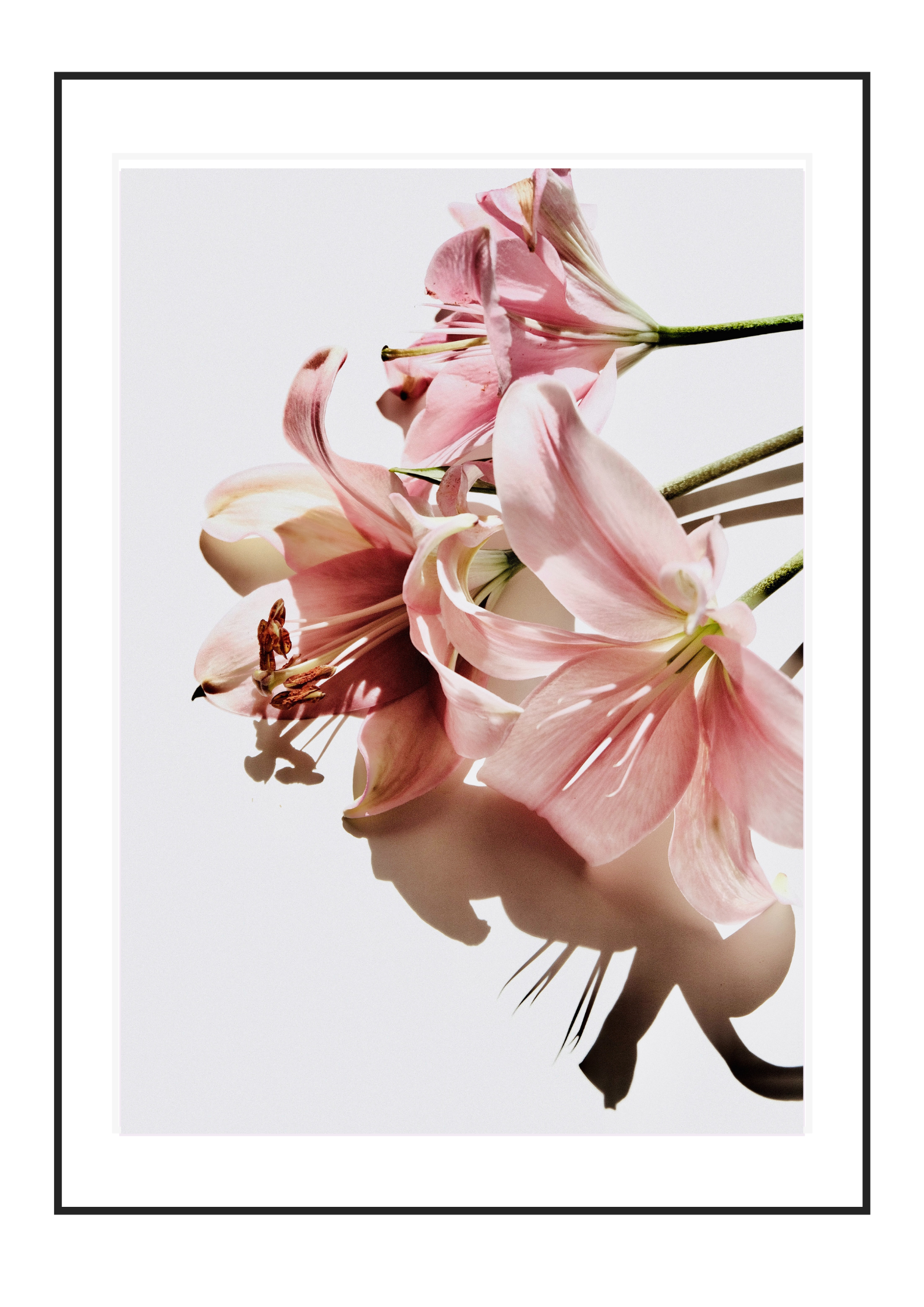 Pink Lilies