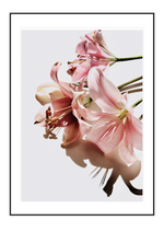 Pink Lilies
