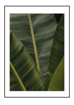 Banana leaves
