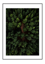 Above the trees
