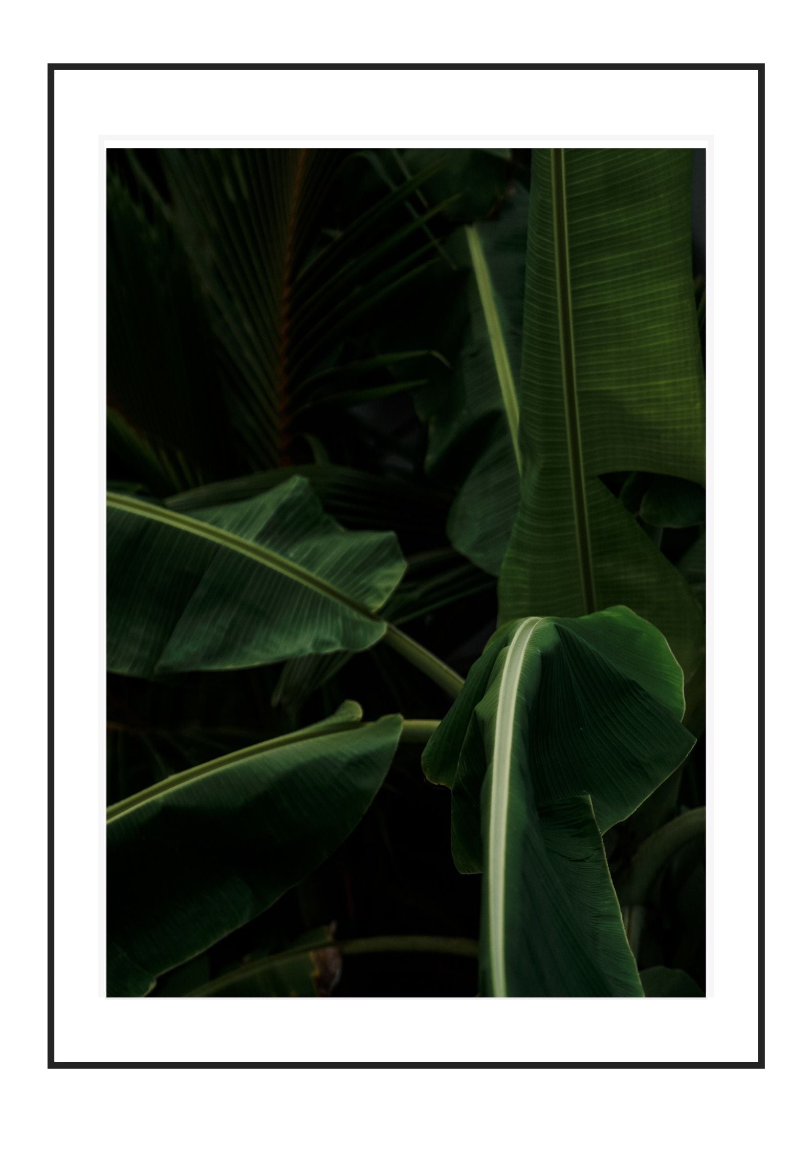 Banana Plant