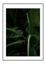 Banana Plant
