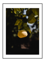 Mellow Yellow
