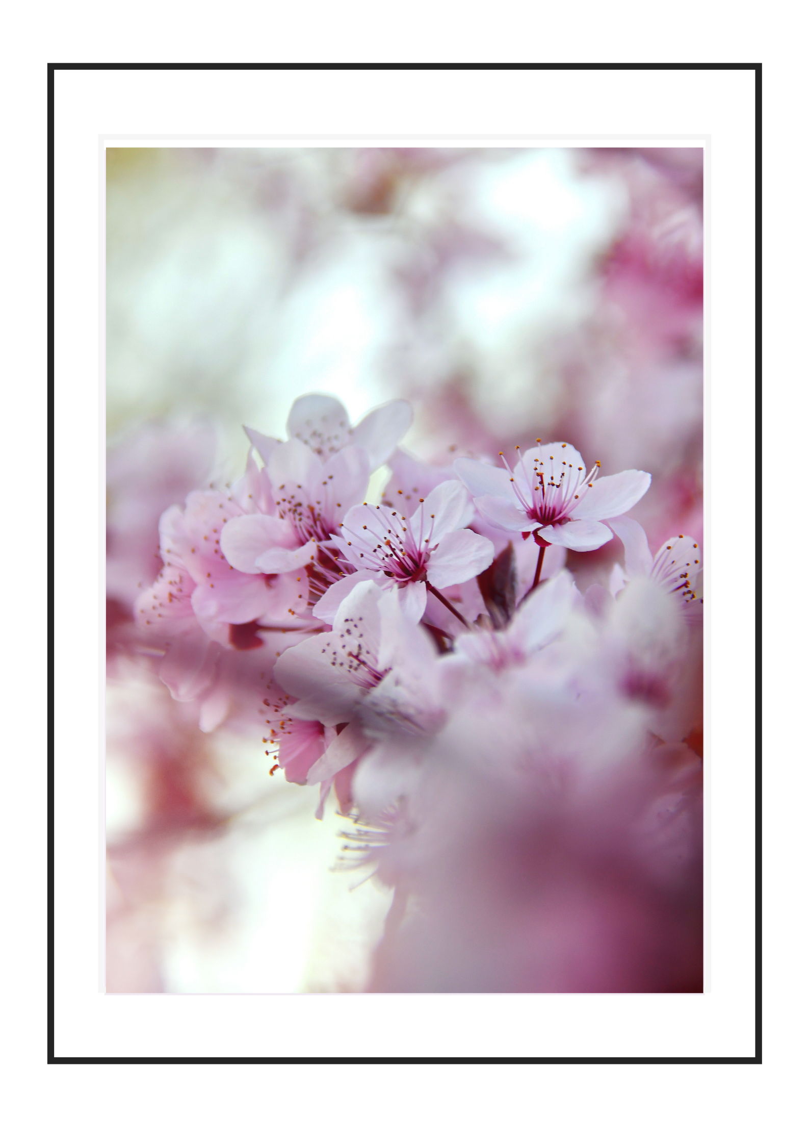 Cherry Blossoms