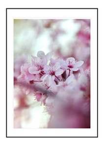 Cherry Blossoms