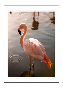 Flamingo Solo