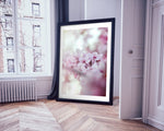 Cherry Blossoms
