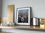 Almond Blossoms 1
