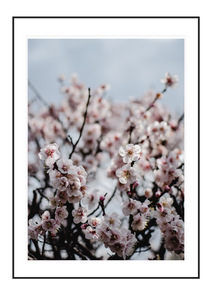 Almond Blossoms 1