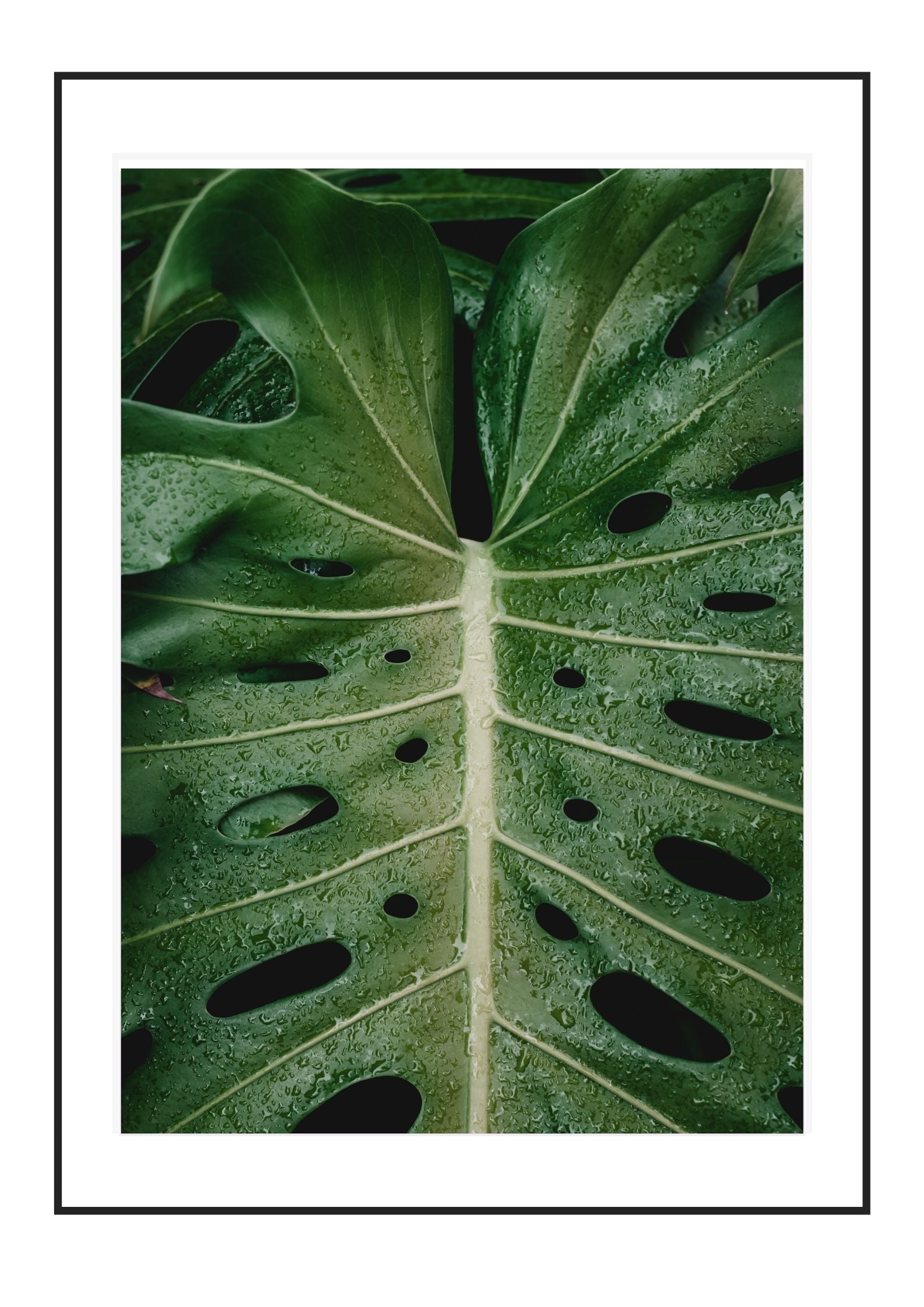 Butterfly leaf