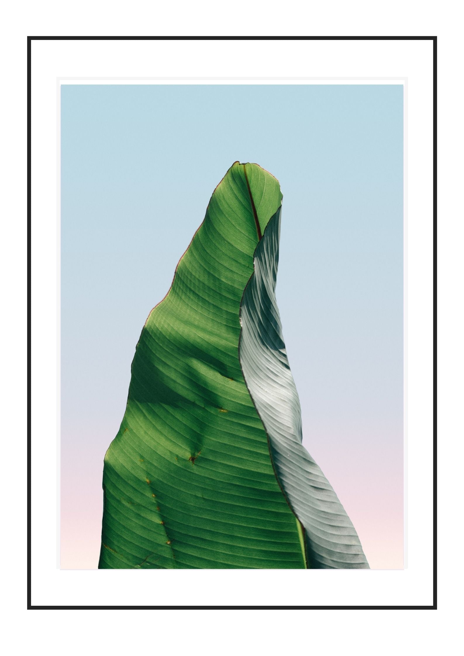 Banana leaf 1