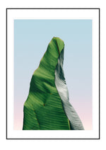 Banana leaf 1

