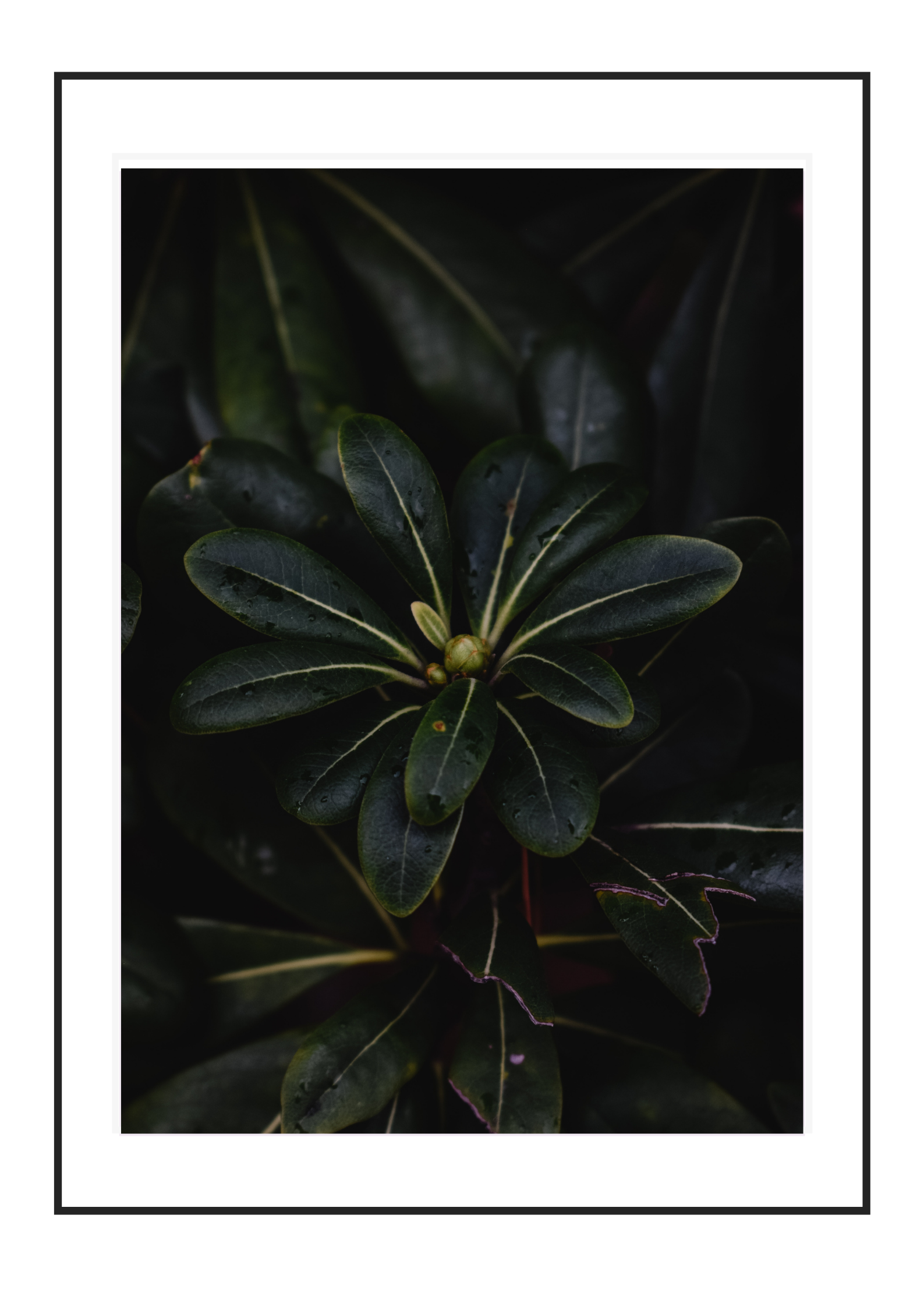 Green Flora