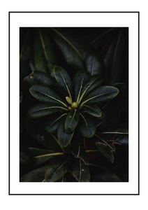 Green Flora