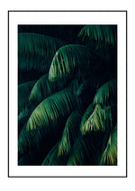 Green Drapes

