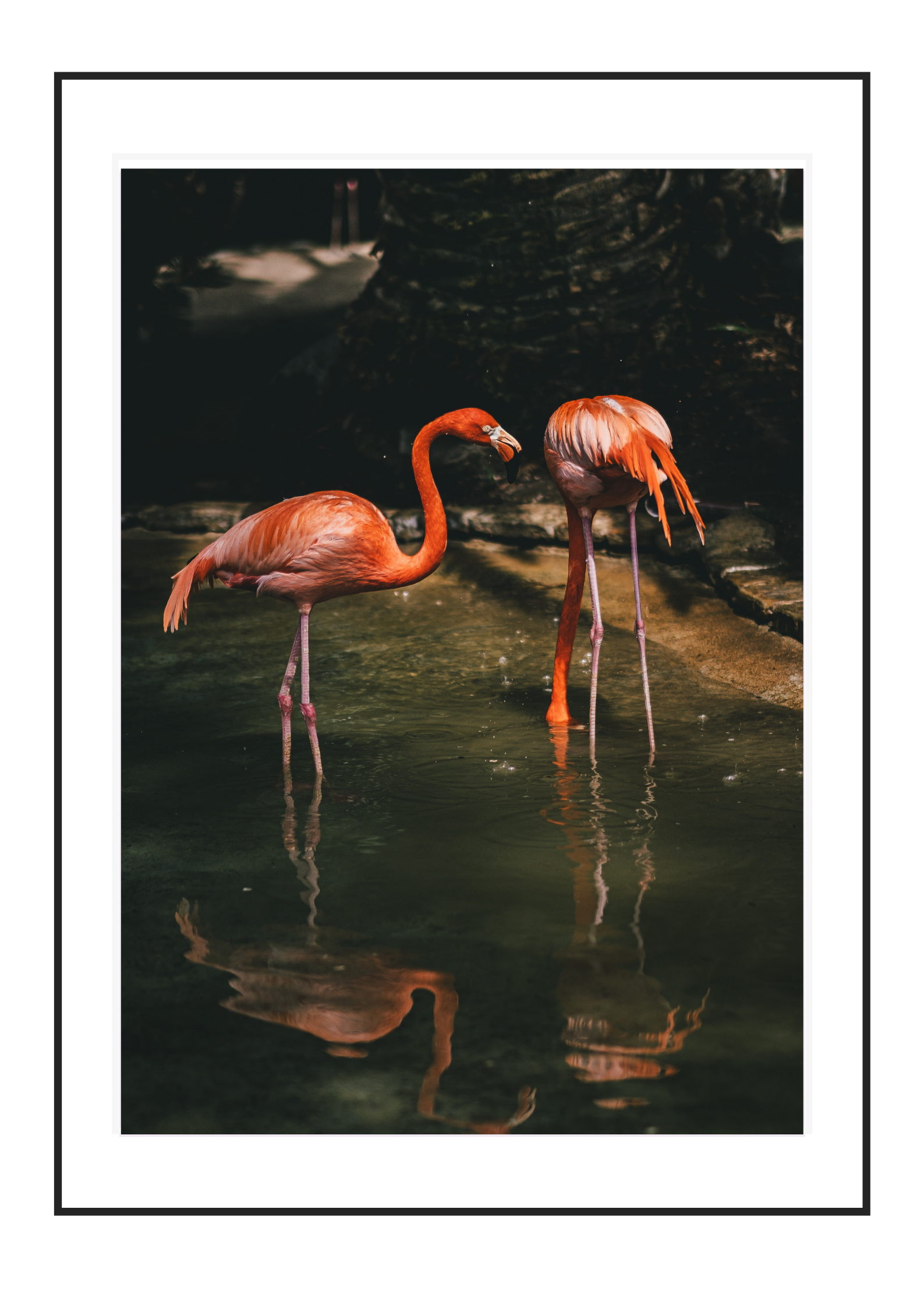Flamingo duo