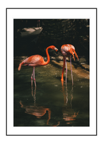 Flamingo duo

