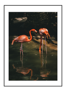 Flamingo duo