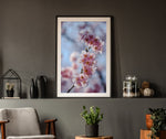 Almond Blossoms 2
