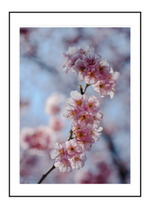 Almond Blossoms 2
