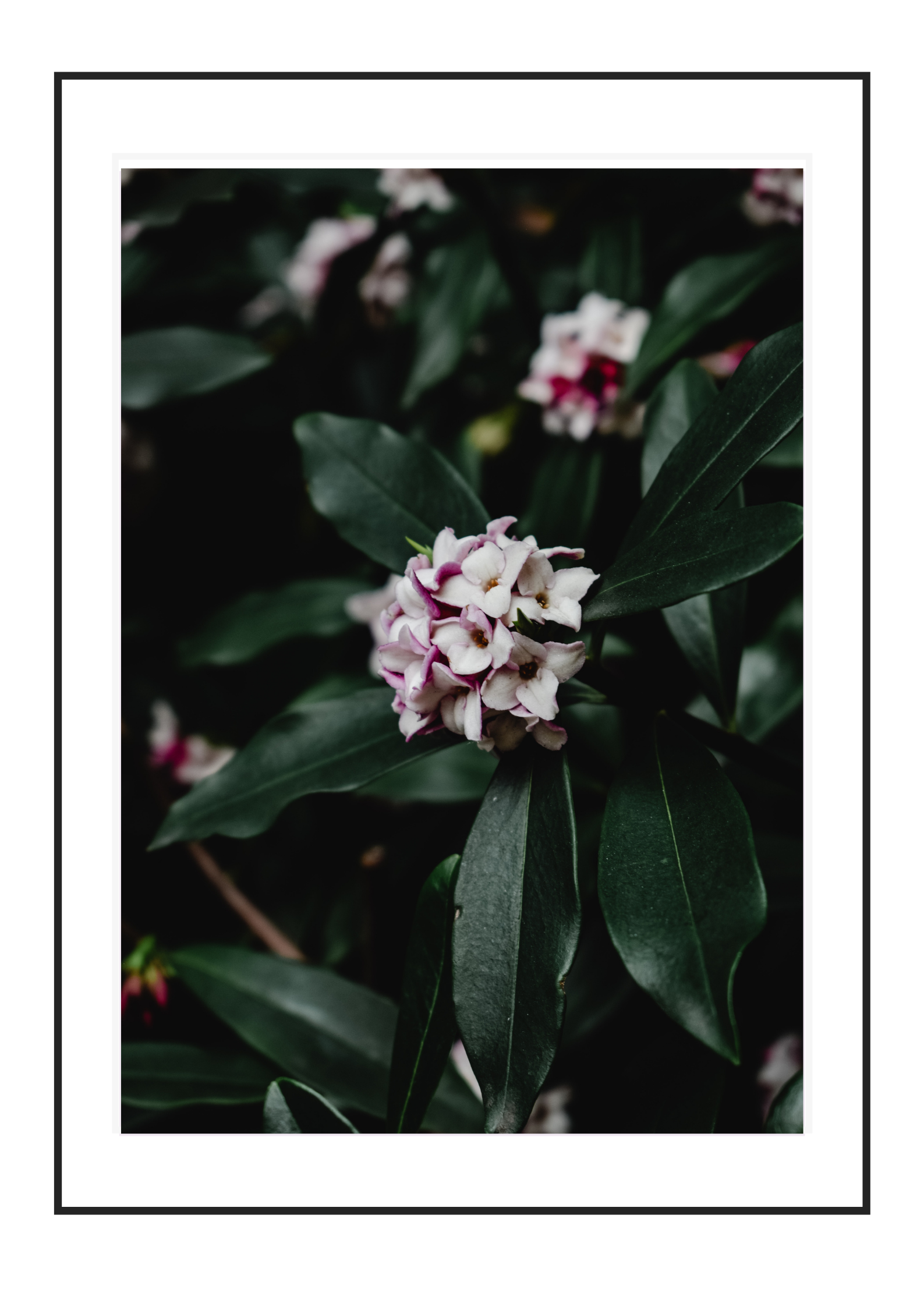 Bloom
