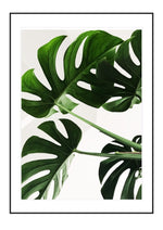 Green Beauty

