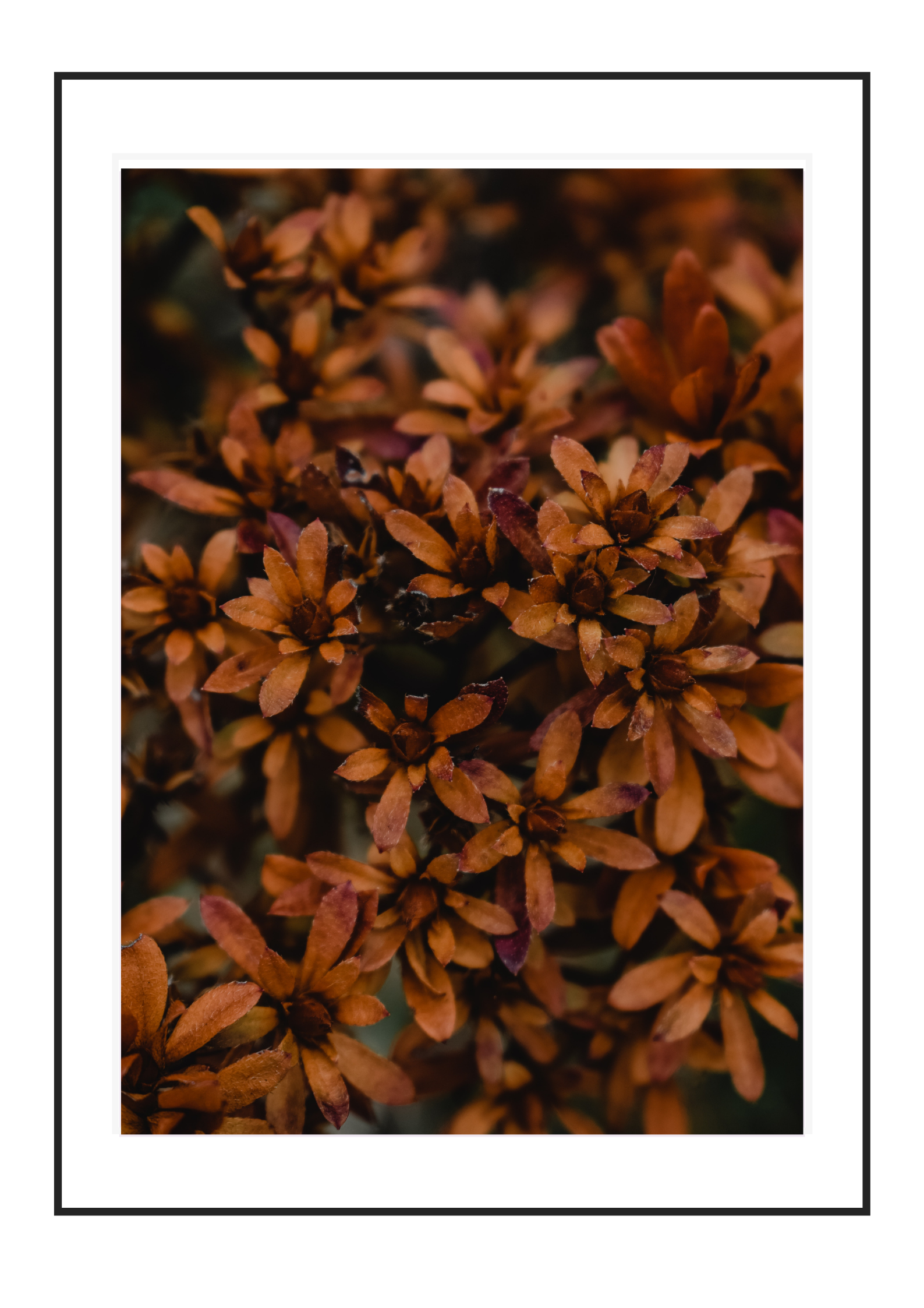 Fall Flowers