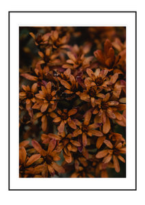 Fall Flowers