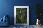 Banana leaves
