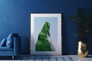 Banana leaf 1
