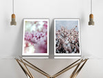 Cherry Blossoms
